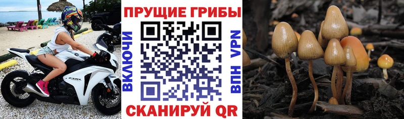 mega сайт  Сковородино  нарко площадка состав  Галлюциногенные грибы Magic Shrooms 